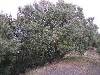 nte Ilice-20110120 029